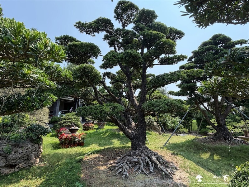 img 5161 [大型庭園樹]蘭嶼羅漢松(041102) 大型庭園樹專區(Garden Tree)