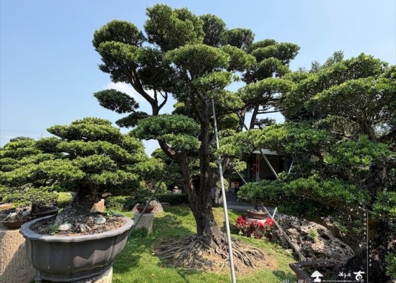 img 5162 [大型庭園樹]蘭嶼羅漢松(041101) 大型庭園樹