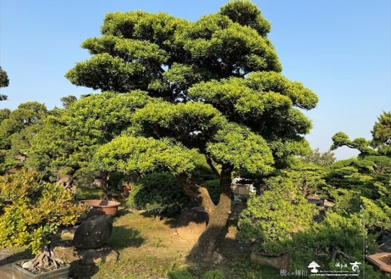 img 5174 [大型庭園樹]蘭嶼羅漢松(041107) 客戶案例