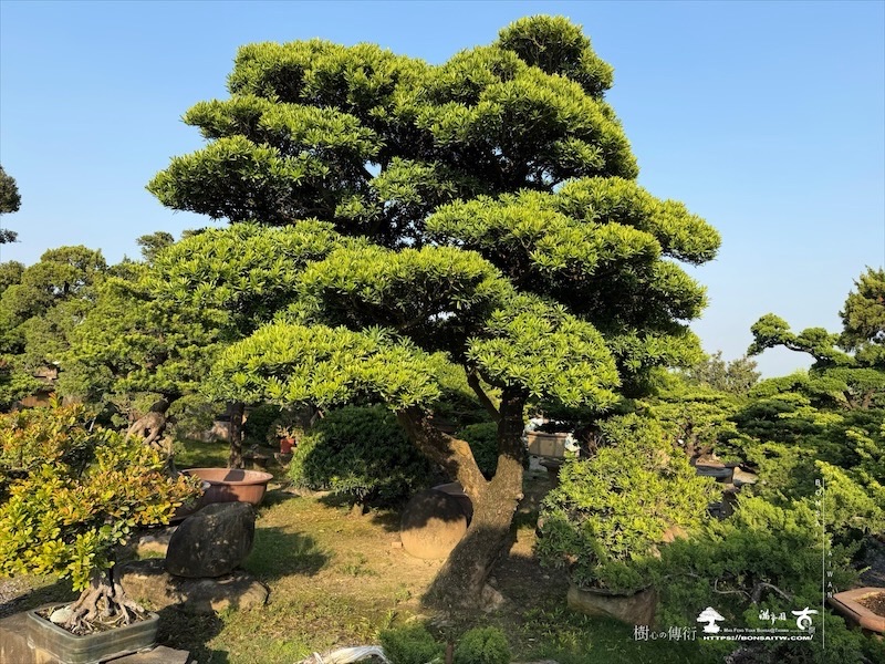 img 5174 [大型庭園樹]蘭嶼羅漢松(041107) 大型庭園樹專區(Garden Tree)