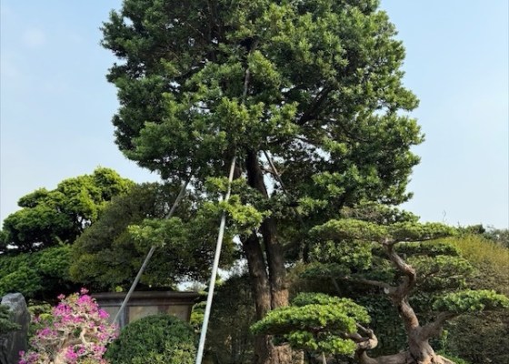 img 5175 [大型庭園樹]蘭嶼羅漢松(041108) 客戶案例