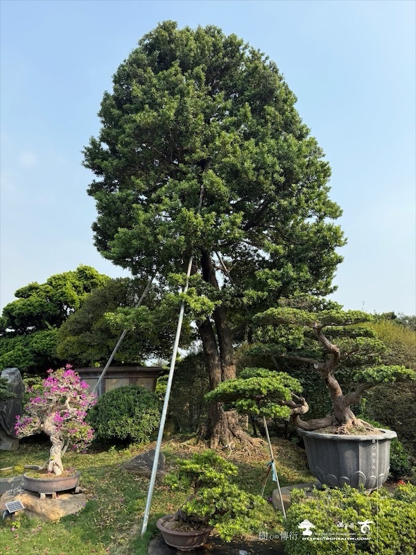 img 5175 [大型庭園樹]蘭嶼羅漢松(041108) 大型庭園樹專區(Garden Tree)