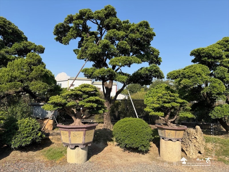 img 5176 [大型庭園樹]蘭嶼羅漢松(041106) 大型庭園樹專區(Garden Tree)
