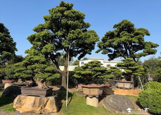 img 5177 [大型庭園樹]蘭嶼羅漢松(041103) 客戶案例