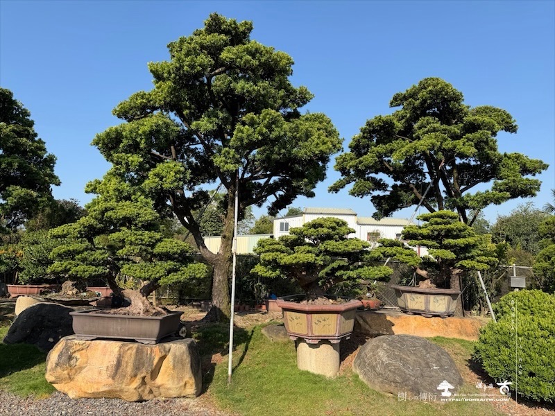 img 5177 [大型庭園樹]蘭嶼羅漢松(041103) 大型庭園樹專區(Garden Tree)