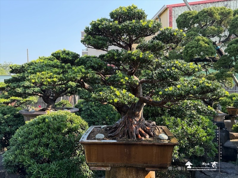 img 5201 [晶鑽羅漢松]等待，是為了下一次的蛻變(7) 羅漢松(Podocarpus costalis)