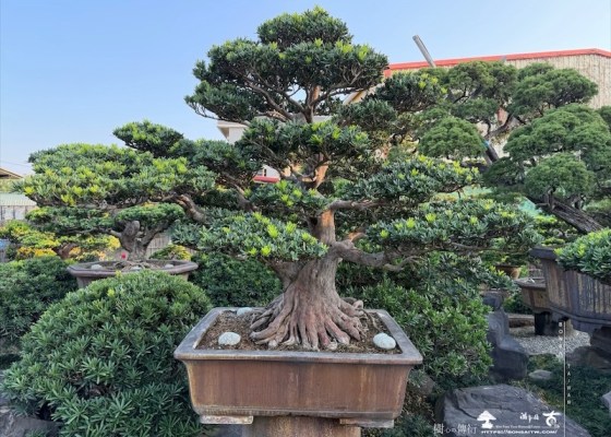 img 5202 [晶鑽羅漢松]等待，是為了下一次的蛻變(7) 我們的作品(Our design)