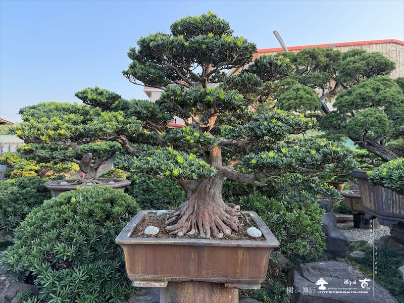 img 5202 [晶鑽羅漢松]等待，是為了下一次的蛻變(7) 羅漢松(Podocarpus costalis)