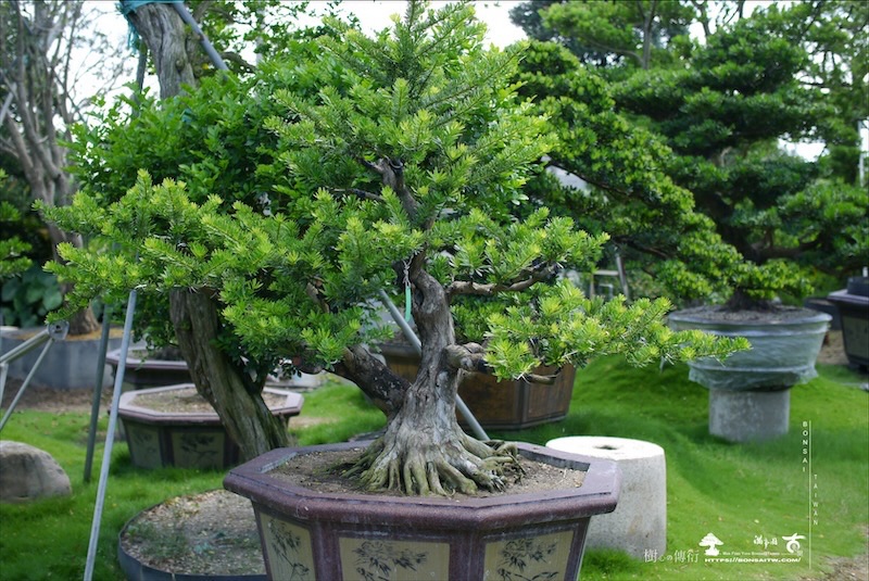 img 5204 [晶鑽羅漢松]等待，是為了下一次的蛻變(7) 羅漢松(Podocarpus costalis)