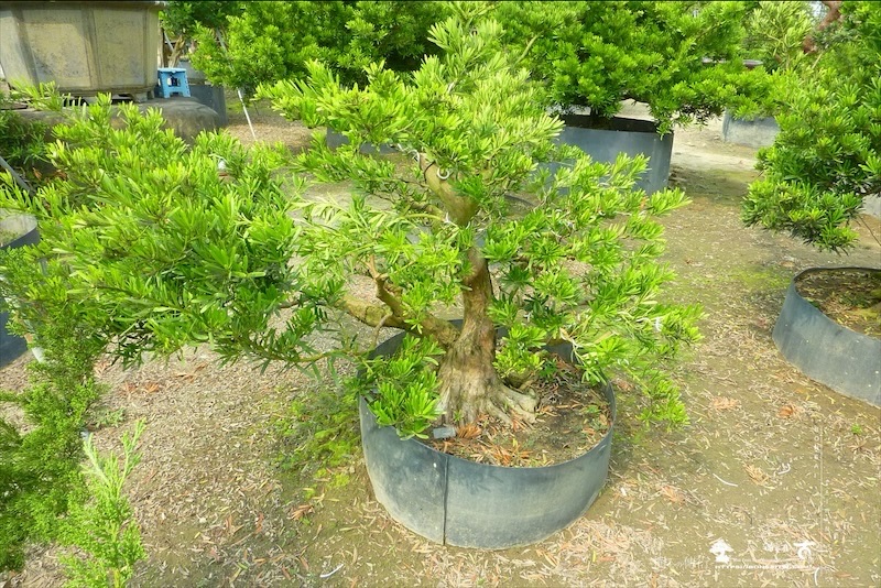 img 5205 [晶鑽羅漢松]等待，是為了下一次的蛻變(7) 羅漢松(Podocarpus costalis)