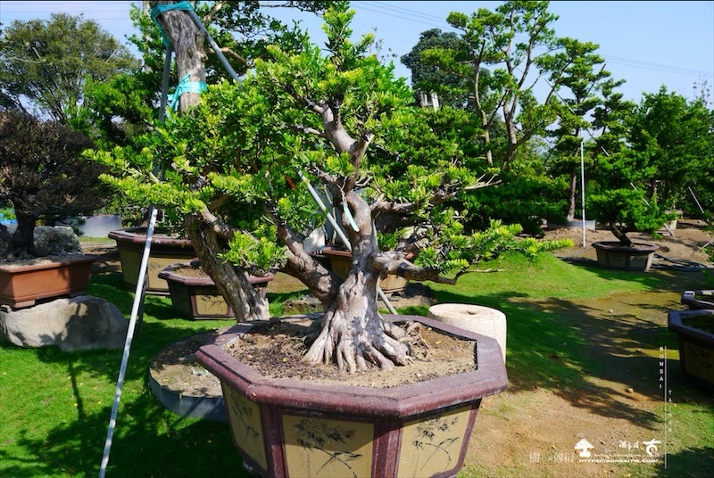 img 5207 [晶鑽羅漢松]等待，是為了下一次的蛻變(7) 羅漢松(Podocarpus costalis)