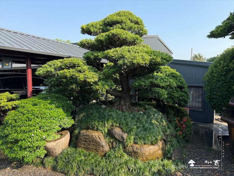 img 5218 [大型庭園樹]蘭嶼羅漢松(041110) 客戶案例