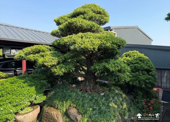 img 5219 [大型庭園樹]蘭嶼羅漢松(041110) 客戶案例