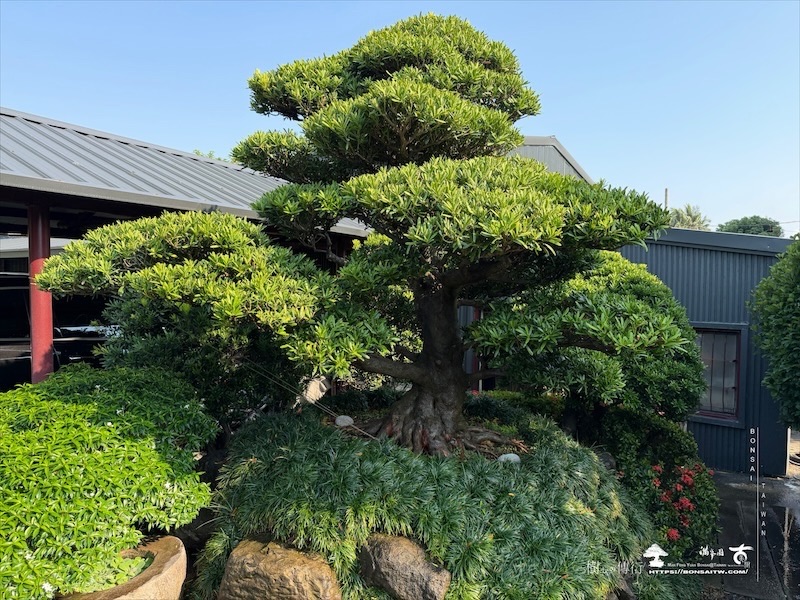 img 5220 [大型庭園樹]蘭嶼羅漢松(041110) 客戶案例
