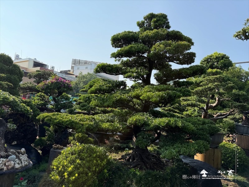 img 5221 [大型庭園樹]蘭嶼羅漢松(041109) 大型庭園樹專區(Garden Tree)