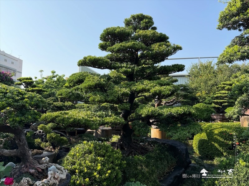 img 5222 [大型庭園樹]蘭嶼羅漢松(041109) 大型庭園樹專區(Garden Tree)