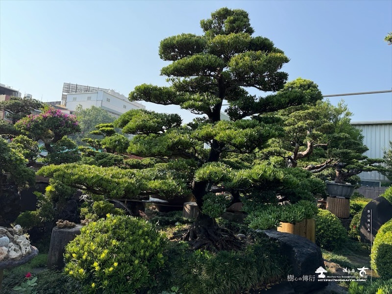 img 5223 [大型庭園樹]蘭嶼羅漢松(041109) 大型庭園樹專區(Garden Tree)