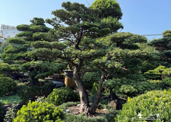 img 5225 [大型庭園樹]晶鑽羅漢松(041111) 客戶案例