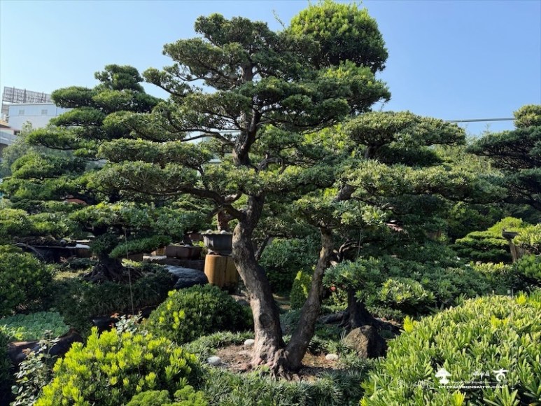 img 5225 [大型庭園樹]晶鑽羅漢松(041111) 晶鑽羅漢松(Diamond Podocarpus costalis)