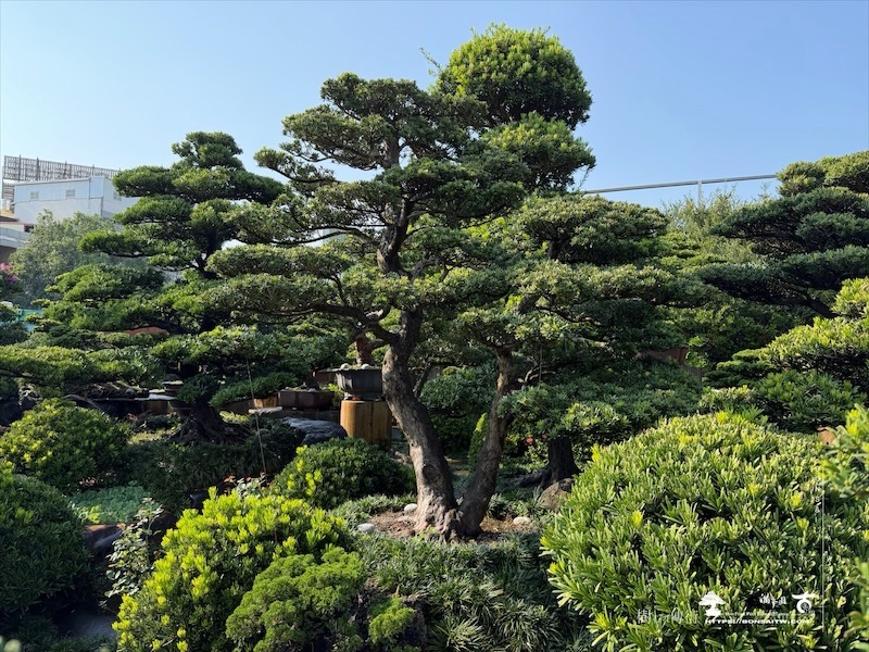 img 5226 [大型庭園樹]晶鑽羅漢松(041111) 晶鑽羅漢松(Diamond Podocarpus costalis)