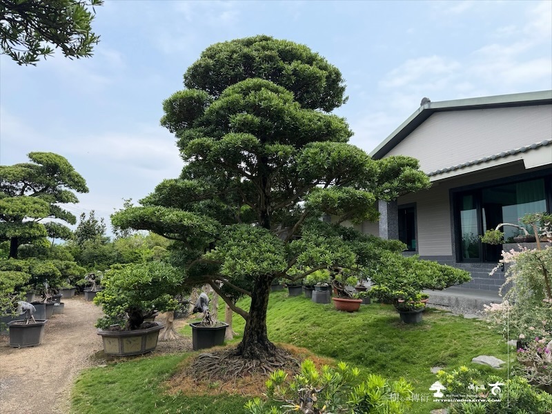 img 5227 [大型庭園樹]蘭嶼羅漢松(041403) 大型庭園樹專區(Garden Tree)