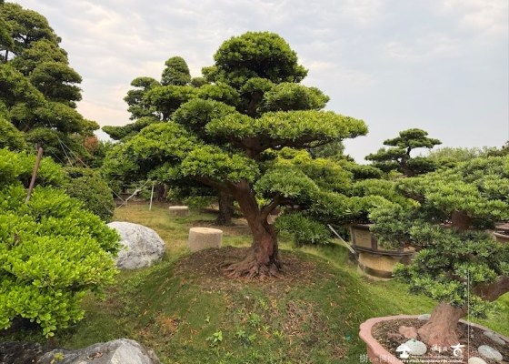 img 5230 [大型庭園樹]蘭嶼羅漢松(041402) 晶鑽羅漢松(Diamond Podocarpus costalis)