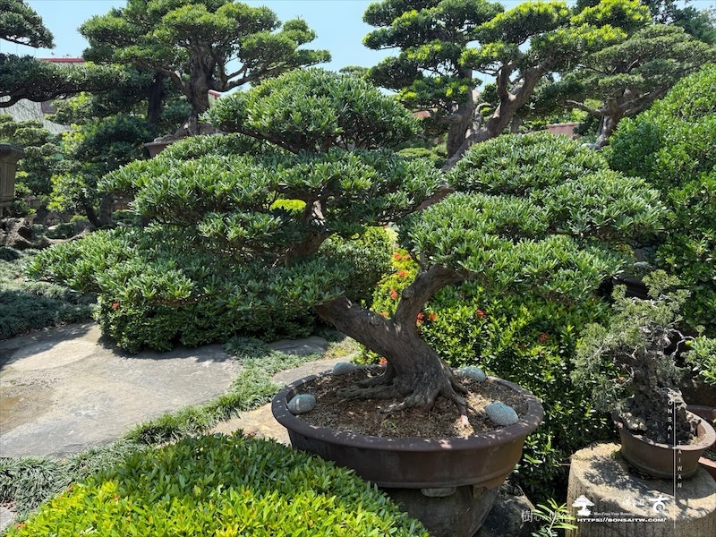 img 5397 [晶鑽羅漢松]等待，是為了下一次的蛻變(139) 盆栽(Bonsai)