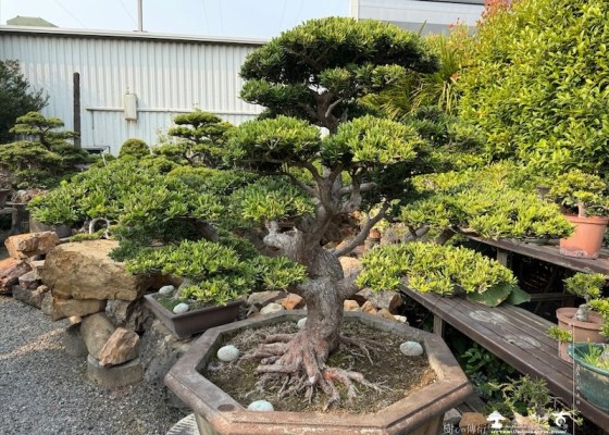 img 5398 [晶鑽羅漢松]等待，是為了下一次的蛻變(162) 晶鑽羅漢松(Diamond Podocarpus costalis)