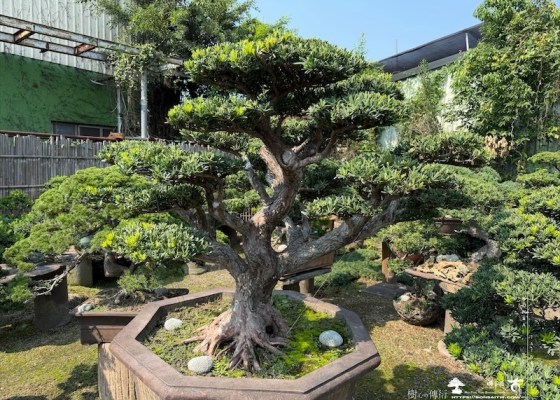 img 5481 [晶鑽羅漢松]等待，是為了下一次的蛻變(163) 客戶案例