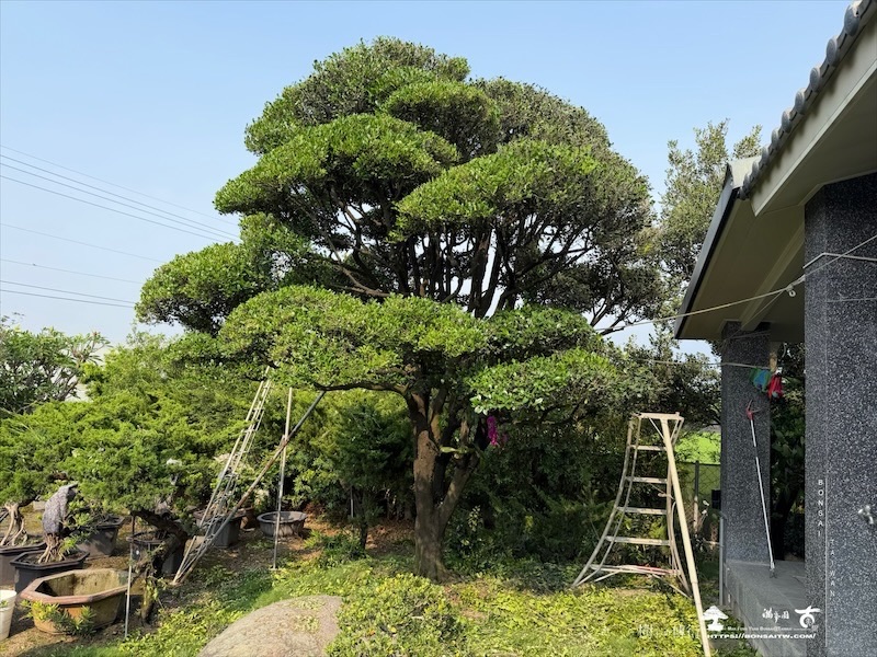 img 5709 [大型庭園樹]象牙樹(0417) 大型庭園樹專區(Garden Tree)
