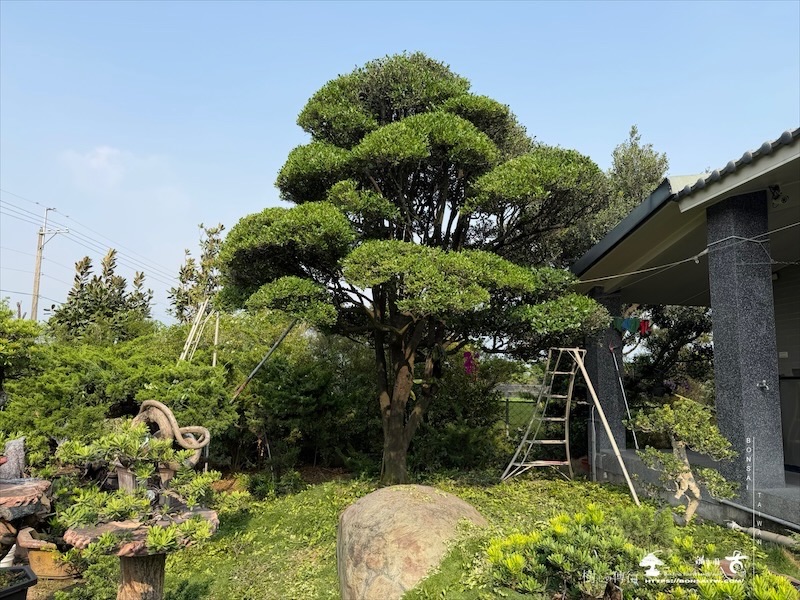 img 5710 [大型庭園樹]象牙樹(0417) 大型庭園樹專區(Garden Tree)