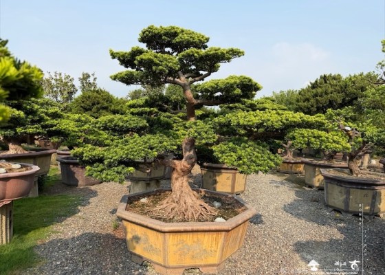 img 5795 [大型庭園樹]晶鑽羅漢松(041802) 客戶案例