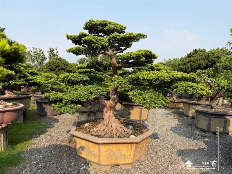 img 5795 [大型庭園樹]晶鑽羅漢松(041802) 大型庭園樹專區(Garden Tree)