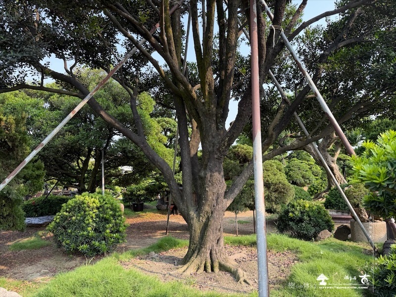 img 5796 [大型庭園樹]象牙樹(041801)