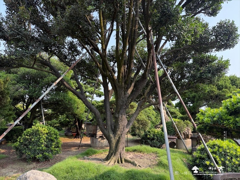 img 5797 [大型庭園樹]象牙樹(041801)