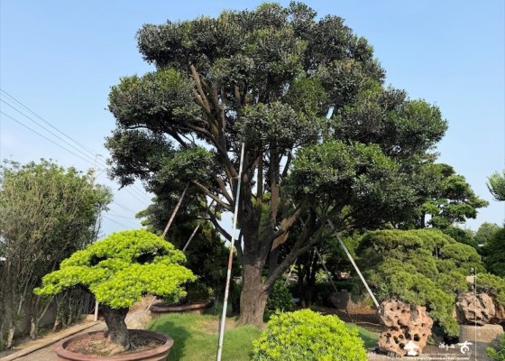 img 5798 [大型庭園樹]象牙樹(041801) 客戶案例