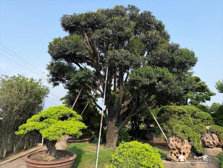 img 5798 [大型庭園樹]象牙樹(041801)