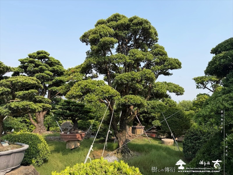 img 6675 [大型庭園樹]蘭嶼羅漢松(050108) 客戶案例