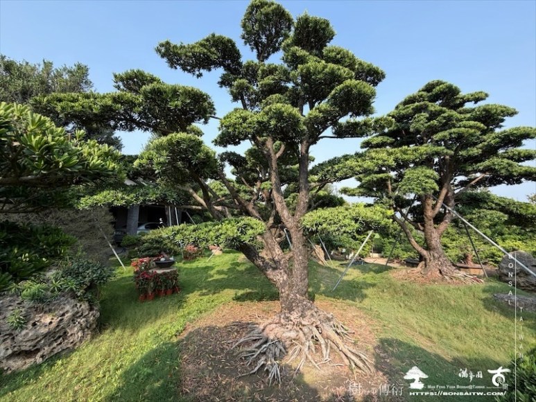 img 6677 [大型庭園樹]蘭嶼羅漢松(041102) 大型庭園樹專區(Garden Tree)