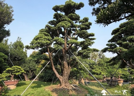 img 6678 [大型庭園樹]蘭嶼羅漢松(050103) 客戶案例