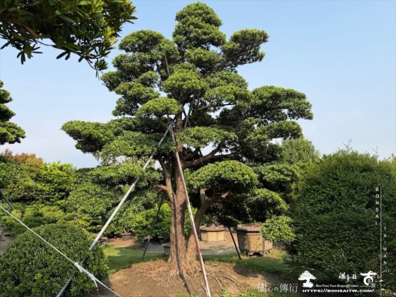 img 6680 [大型庭園樹]蘭嶼羅漢松(050101) 大型庭園樹專區(Garden Tree)
