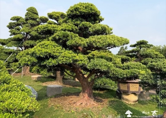img 6683 [大型庭園樹]蘭嶼羅漢松(041402) 晶鑽羅漢松(Diamond Podocarpus costalis)