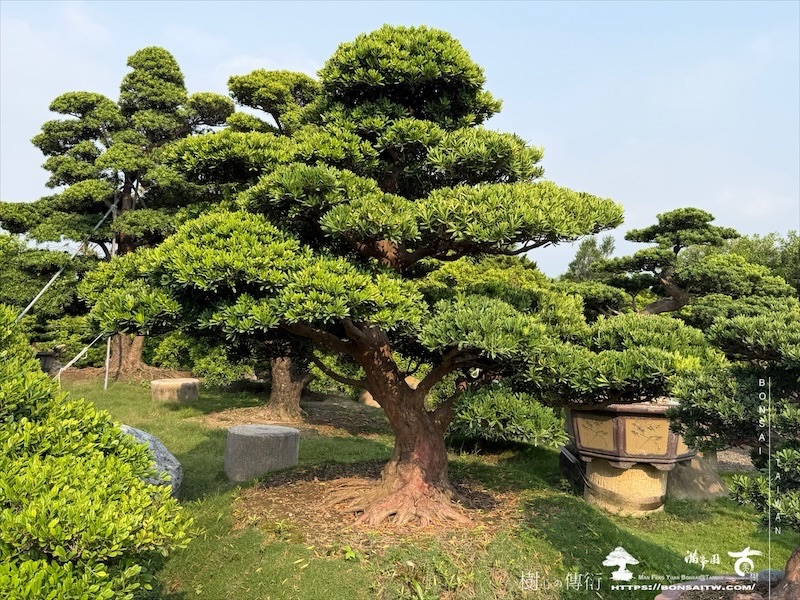 img 6683 [大型庭園樹]蘭嶼羅漢松(041402) 大型庭園樹專區(Garden Tree)