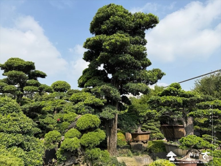 img 6684 [大型庭園樹]蘭嶼羅漢松(050102) 大型庭園樹專區(Garden Tree)