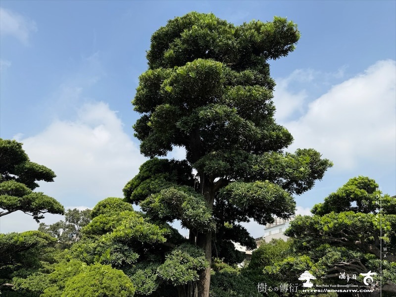 img 6686 [大型庭園樹]蘭嶼羅漢松(050102) 大型庭園樹專區(Garden Tree)