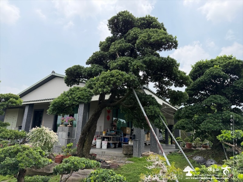 img 6687 [大型庭園樹]蘭嶼羅漢松(050107) 大型庭園樹專區(Garden Tree)