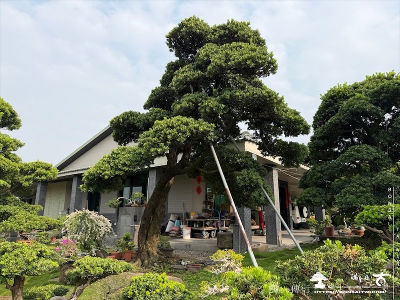 img 6736 [大型庭園樹]蘭嶼羅漢松(050107) 大型庭園樹專區(Garden Tree)