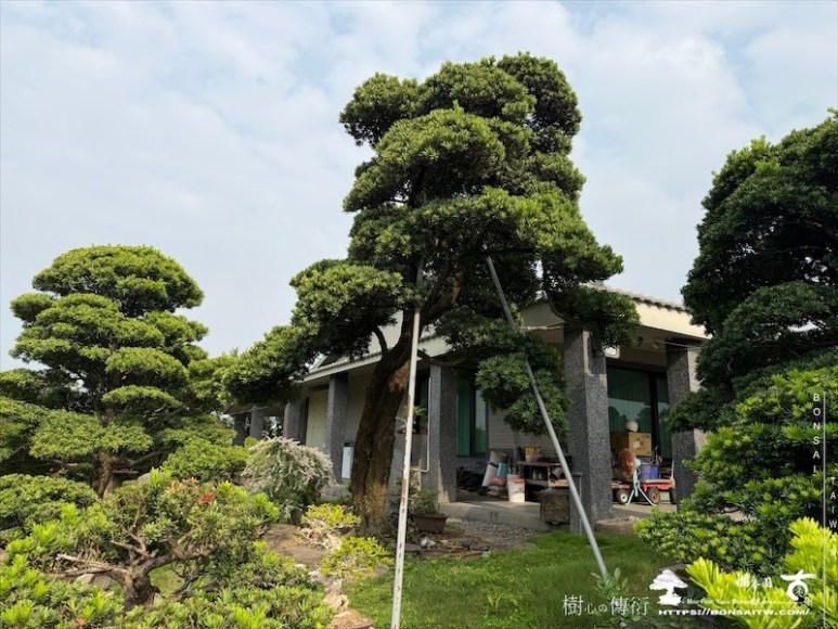 img 6737 [大型庭園樹]蘭嶼羅漢松(050107) 大型庭園樹專區(Garden Tree)