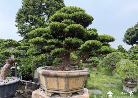 img 7324 [大型庭園樹]蘭嶼羅漢松(050701) 客戶案例