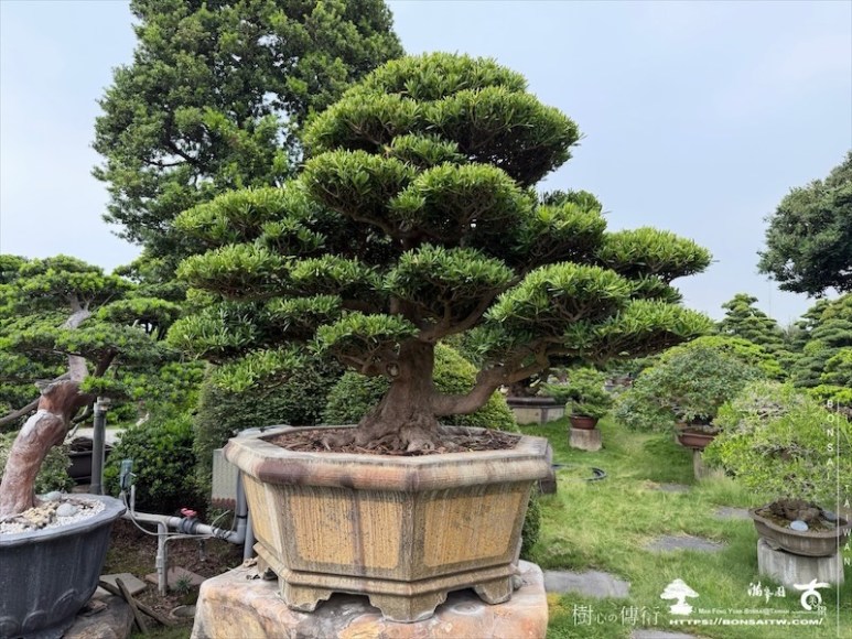 img 7324 [大型庭園樹]蘭嶼羅漢松(050701) 大型庭園樹專區(Garden Tree)